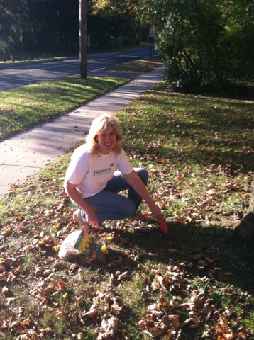 Daffodil planting