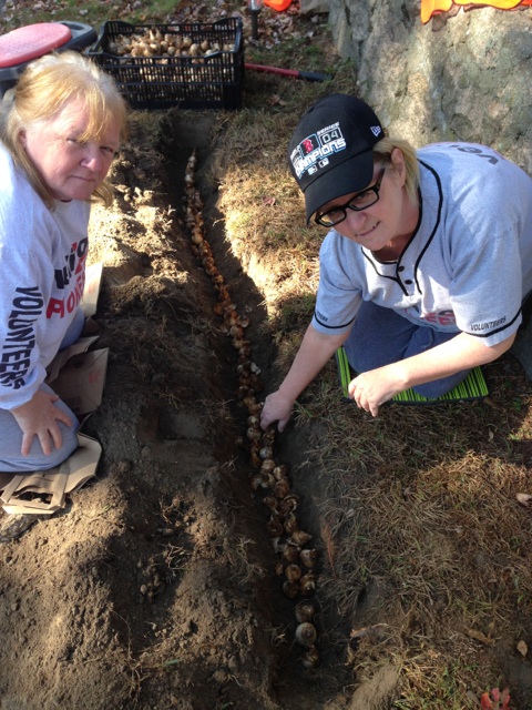 Daffodil planting