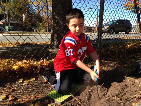 Daffodil planting