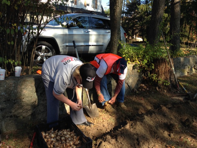 Daffodil planting