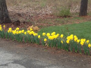 Daffodils Ashland 2