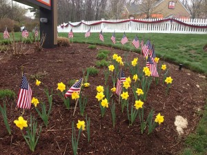 Daffodils Ashland 3