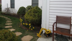 RMH daffodils 1